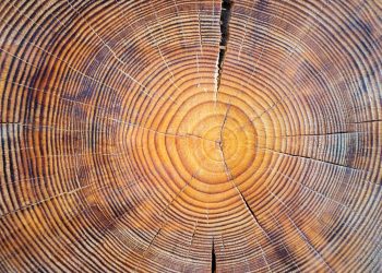 ¿Por qué se pueden contar los años en los anillos de un árbol?