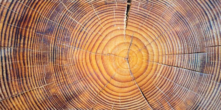 ¿Por qué se pueden contar los años en los anillos de un árbol?