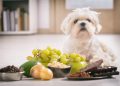 5 alimentos que nunca debes darle a tu perro