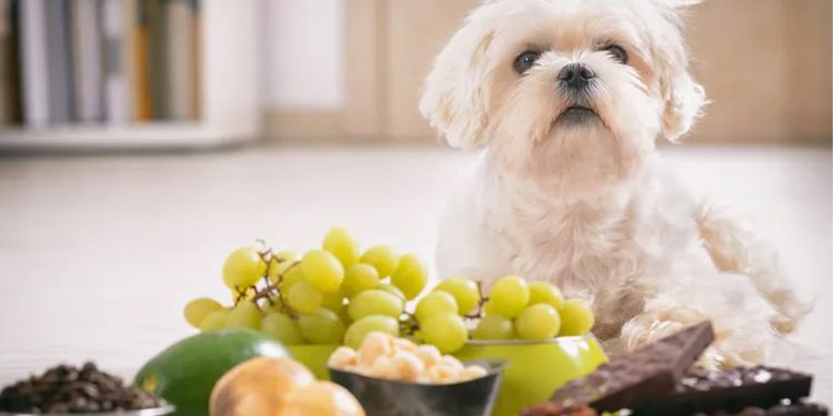 5 alimentos que nunca debes darle a tu perro
