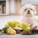 5 alimentos que nunca debes darle a tu perro