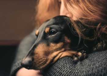 10 beneficios de tener perro para tu salud mental