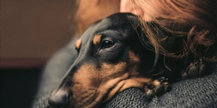10 beneficios de tener perro para tu salud mental