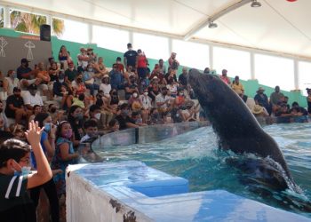 De fiesta el Delfinario Sonora por su aniversario número 15