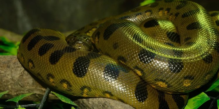 Los animales más poderosos del mundo