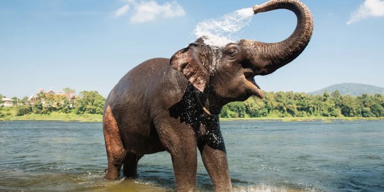 Los animales más poderosos del mundo