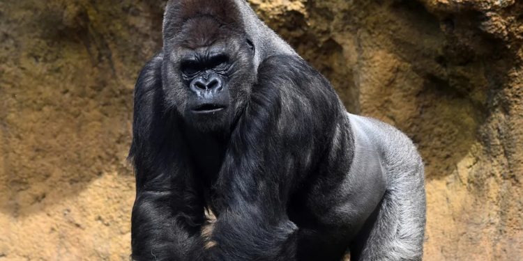 Los animales más poderosos del mundo