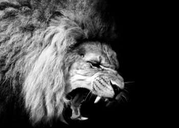 Los animales más poderosos del mundo