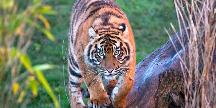 Los animales más poderosos del mundo