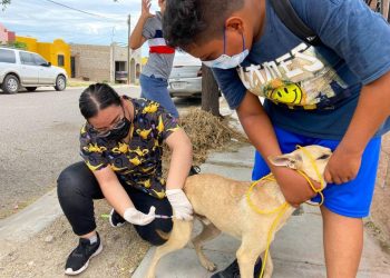 Invitan a la población a que lleven a sus mascotas a recibir la vacuna contra la rabia