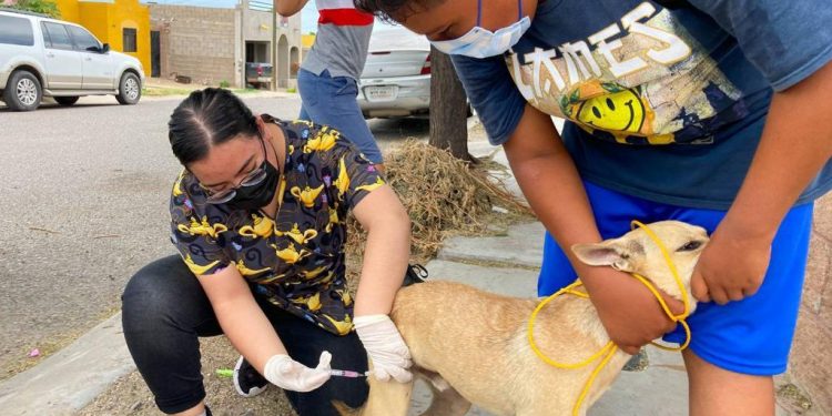 Invitan a la población a que lleven a sus mascotas a recibir la vacuna contra la rabia