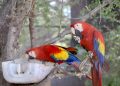 El Centro Ecológico de Sonora cuenta con nueva especie de guacamayas rojas