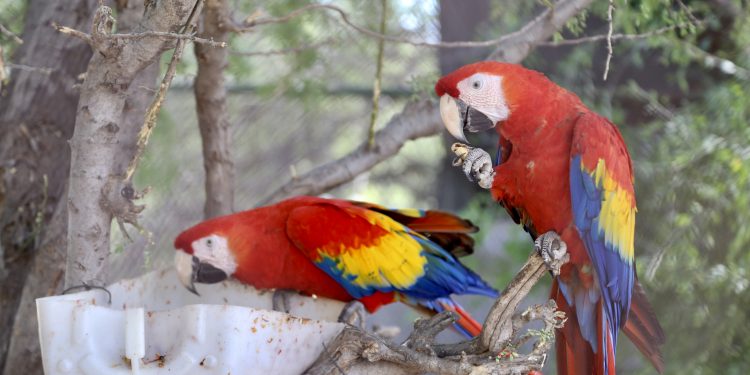 El Centro Ecológico de Sonora cuenta con nueva especie de guacamayas rojas