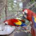 El Centro Ecológico de Sonora cuenta con nueva especie de guacamayas rojas
