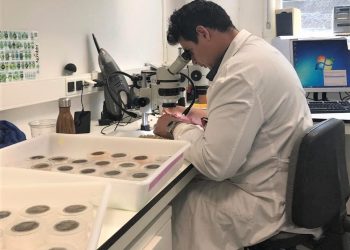 Buscan alternativas al control químico de plagas en granos, investigadores de Unison 