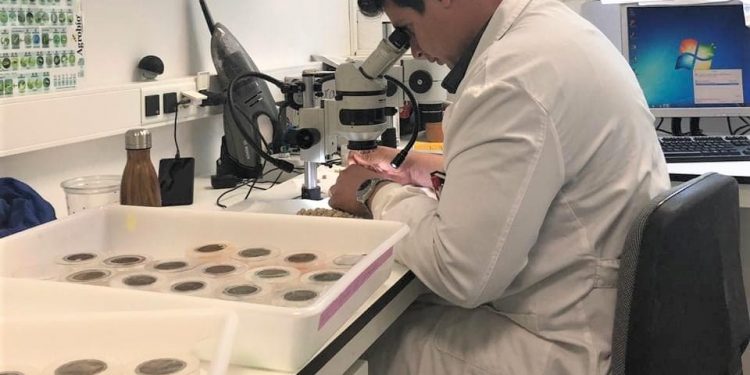 Buscan alternativas al control químico de plagas en granos, investigadores de Unison 