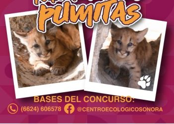 Lanza Centro Ecológico convocatoria “Ponle nombre a los pumitas”