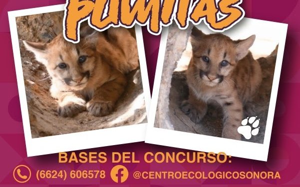 Lanza Centro Ecológico convocatoria “Ponle nombre a los pumitas”