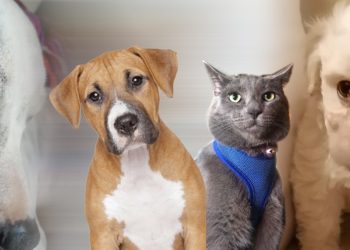 Buscan concientizar sobre los derechos de los animales