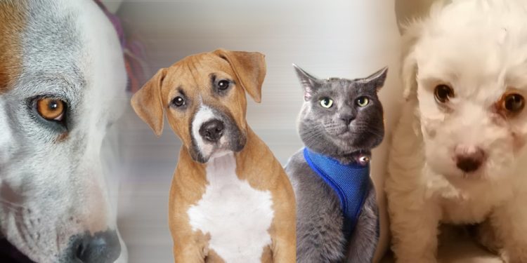 Buscan concientizar sobre los derechos de los animales