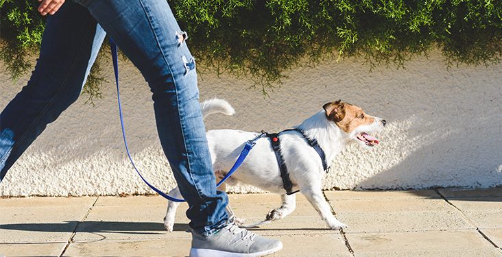Científicos descubrieron cuántos pasos diarios necesitas para mejorar tu salud