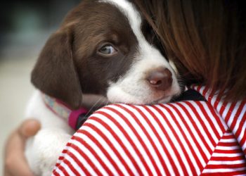 Perros y fuegos artificiales: por qué tienen miedo y cómo protegerles