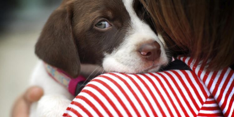 Perros y fuegos artificiales: por qué tienen miedo y cómo protegerles