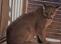 Nala Puma Concolor tras rescatado ahora habita en Centro Ecológico de Sonora