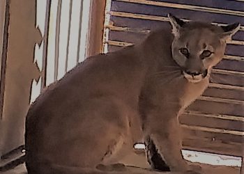 Nala Puma Concolor tras rescatado ahora habita en Centro Ecológico de Sonora