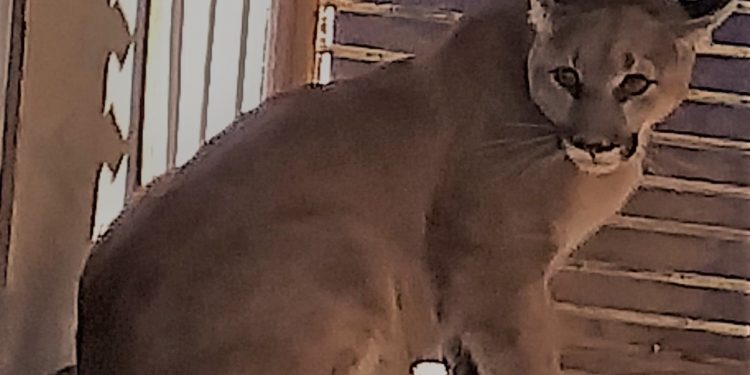Nala Puma Concolor tras rescatado ahora habita en Centro Ecológico de Sonora
