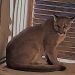 Nala Puma Concolor tras rescatado ahora habita en Centro Ecológico de Sonora