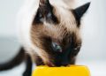 15 alimentos que puede o no comer tu gato