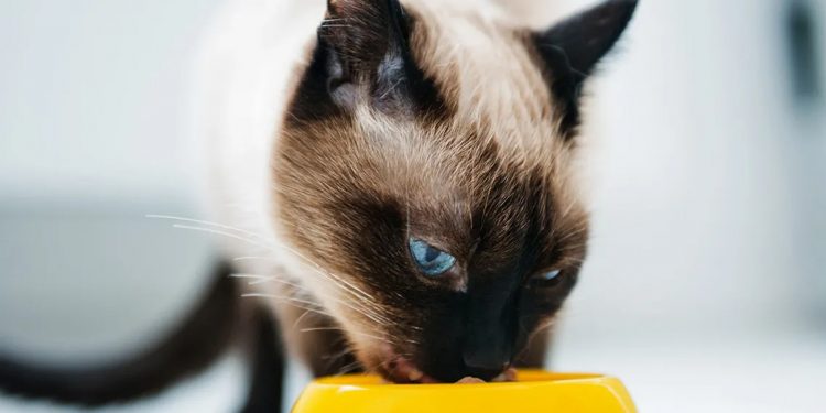 15 alimentos que puede o no comer tu gato