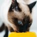 15 alimentos que puede o no comer tu gato