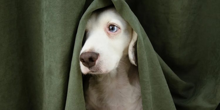 Los perros reflejan el estrés de sus dueños