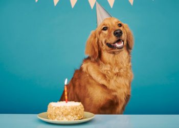 Por qué 1 año en los perros no equivale a 7 años humanos