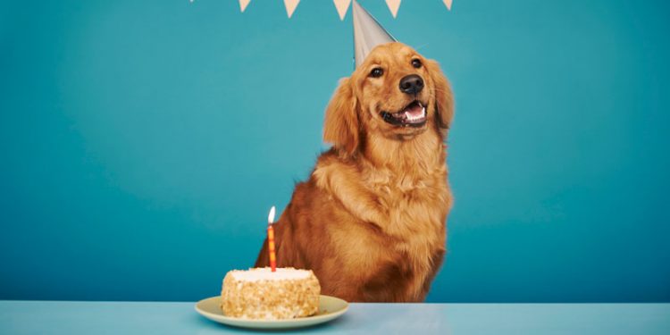 Por qué 1 año en los perros no equivale a 7 años humanos