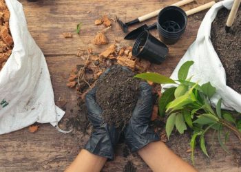 5 hierbas medicinales que puedes cultivar en tu casa fácilmente