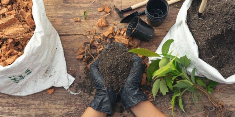 5 hierbas medicinales que puedes cultivar en tu casa fácilmente