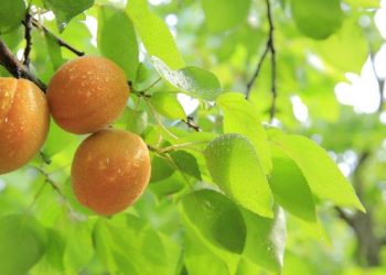 Árboles frutales que puedes tener en maceta y no requieren muchos cuidados