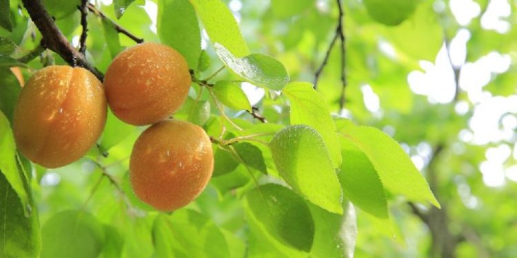 Árboles frutales que puedes tener en maceta y no requieren muchos cuidados