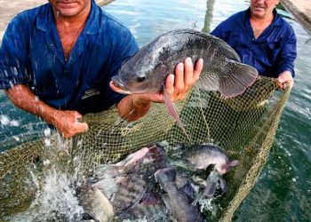 Sonora es líder en producción pesquera y acuícola del país