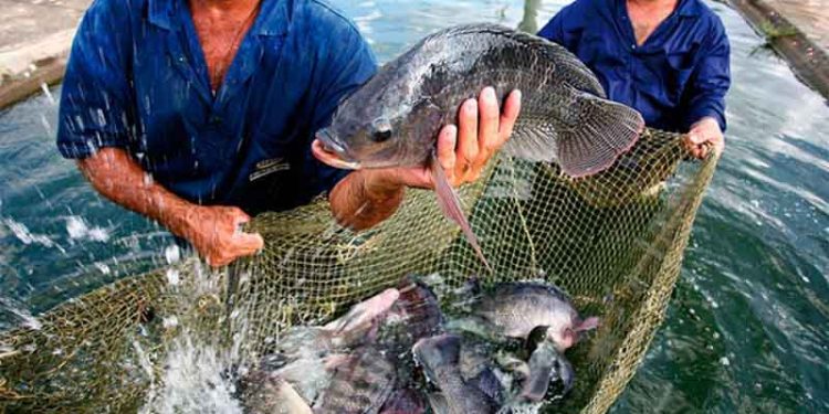 Sonora es líder en producción pesquera y acuícola del país