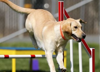 Beneficios del ejercicio para la salud de tu perro