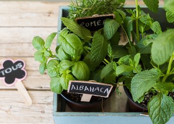 Mini huerta de aromáticas en casa