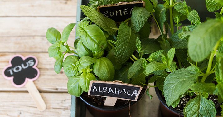 Mini huerta de aromáticas en casa