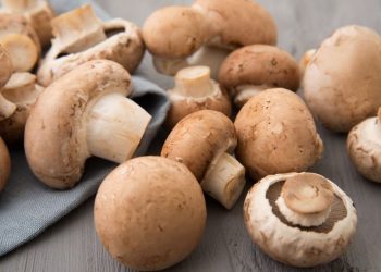 Una seta para combatir superbacterias