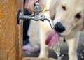 Exhortan a tener cuidado con las mascotas ante calor extremo