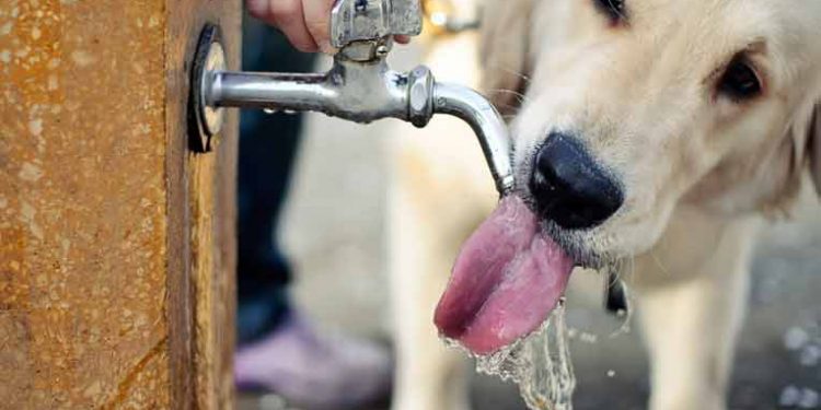 Exhortan a tener cuidado con las mascotas ante calor extremo