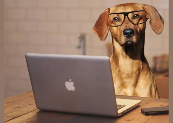 Beneficios de llevar a tu mascota al trabajo
